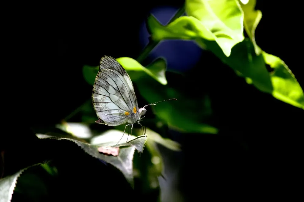 alphaphotographie-passion-nantes (21)