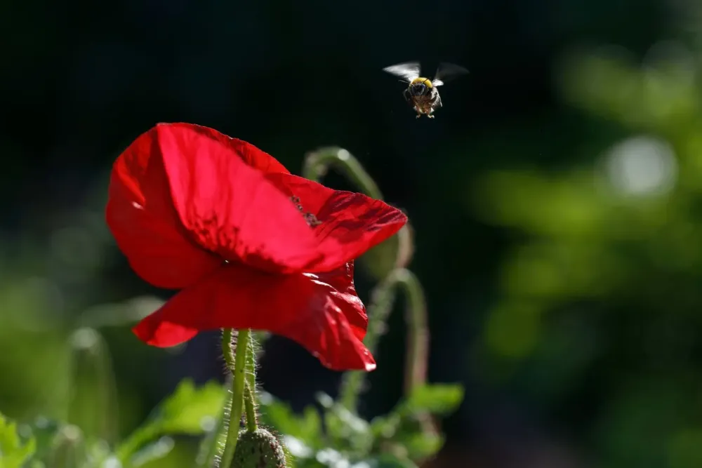 alphaphotographie-passion-nantes (41)